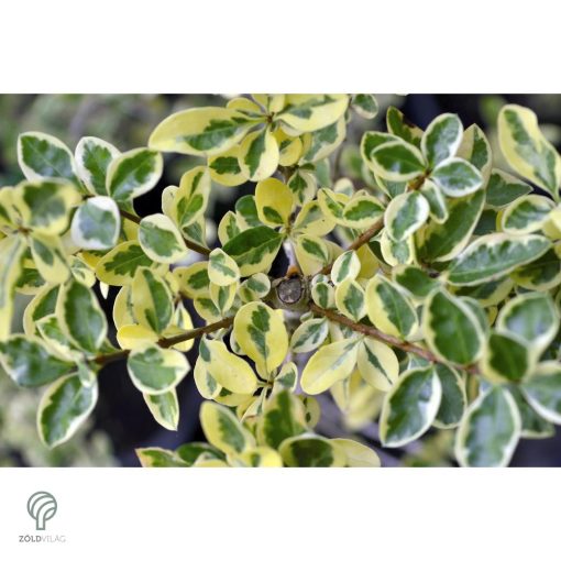 Aranyttarka télizöld fagyal aranytarka hajtások, levelek