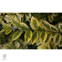 Aranyttarka télizöld fagyal aranytarka hajtások, levelek