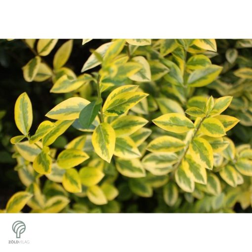 Aranyttarka télizöld fagyal aranytarka hajtások, levelek