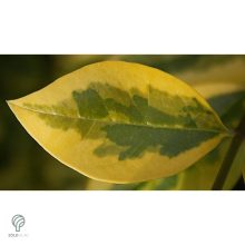 Aranyttarka télizöld fagyal aranytarka hajtások, levelek