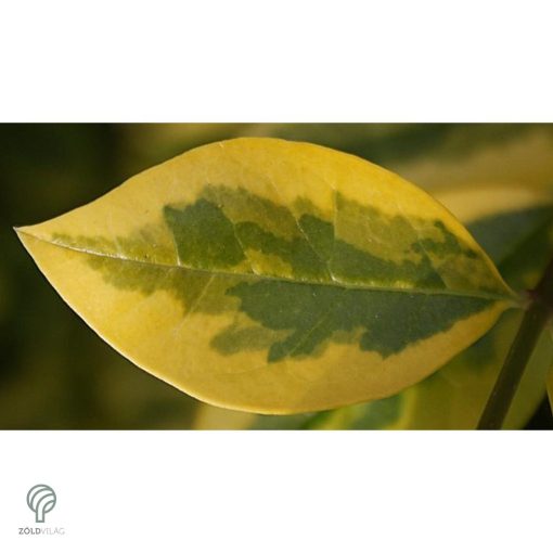 Aranyttarka télizöld fagyal aranytarka hajtások, levelek