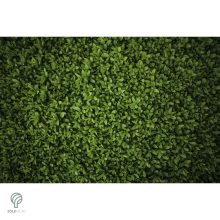 Télizöld vagy széleslevelű fagyal nyírott sövény