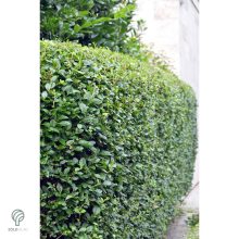 Télizöld vagy széleslevelű fagyal nyírott sövény
