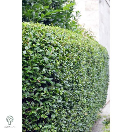 Télizöld vagy széleslevelű fagyal nyírott sövény