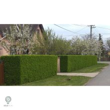 Télizöld vagy széleslevelű fagyal nyírott sövény
