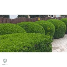 Télizöld vagy széleslevelű fagyal nyírott sövény