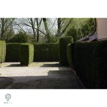 Télizöld vagy széleslevelű fagyal nyírott sövény