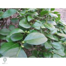 Télizöld vagy széleslevelű fagyal nyírott sövény