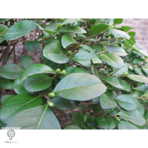 Télizöld vagy széleslevelű fagyal nyírott sövény