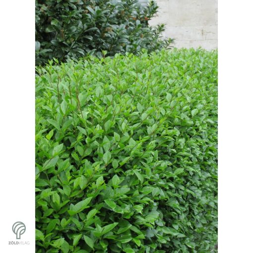 Télizöld vagy széleslevelű fagyal nyírott sövény