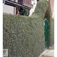 Télizöld vagy széleslevelű fagyal nyírott sövény