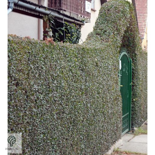 Télizöld vagy széleslevelű fagyal nyírott sövény