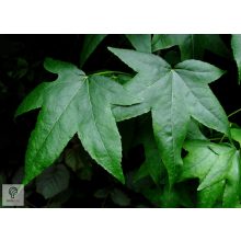 Amerikai ámbrafa különleges levelei