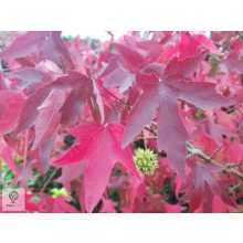 Amerikai ámbrafa őszi levelei