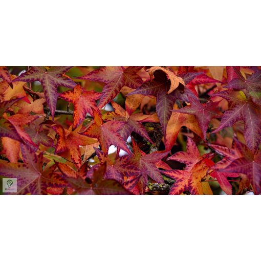 Amerikai ámbrafa őszi lombszín