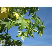 Amerikai ámbrafa lombja