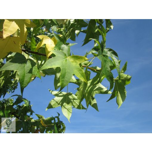 Amerikai ámbrafa lombja