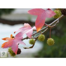 Amerikai ámbrafa őszi vessző, termés és levél