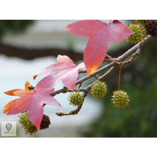 Amerikai ámbrafa őszi vessző, termés és levél