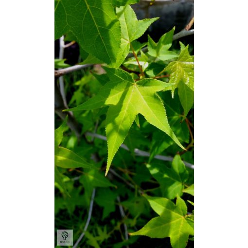 Amerikai ámbrafa levelei