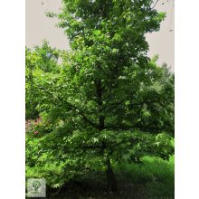 Amerikai ámbrafa fiatal példánya