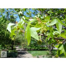 Amerikai ámbrafa leveles, terméses vesszője