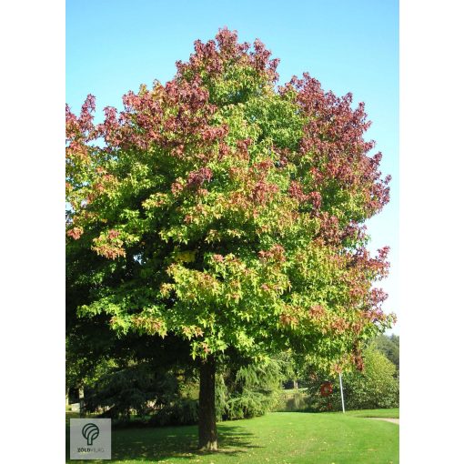 Amerikai ámbrafa ősz elejei megjelenése