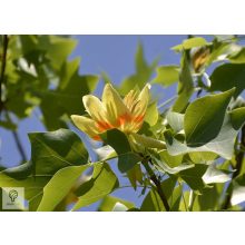 Amerikai tulipánfa / Liriodendron tulipifera  virágzó vessző