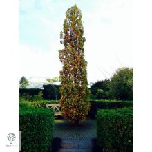 Oszlopos amerikai tulipánfa őszi megjelenése