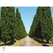 Oszlopos amerikai tulipánfa őszi megjelenése