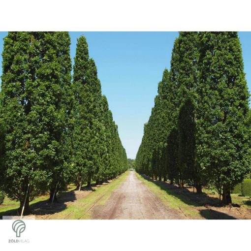 Oszlopos amerikai tulipánfa őszi megjelenése