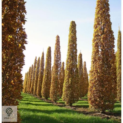 Oszlopos amerikai tulipánfa őszi megjelenése