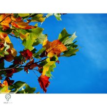 Oszlopos amerikai tulipánfa őszi megjelenése