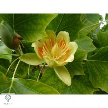 Oszlopos amerikai tulipánfa őszi megjelenése