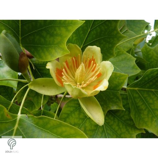 Oszlopos amerikai tulipánfa őszi megjelenése