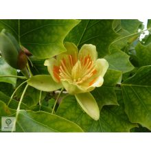 Amerikai tulipánfa / Liriodendron tulipifera virág