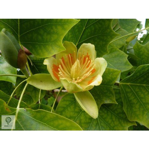 Amerikai tulipánfa / Liriodendron tulipifera virág