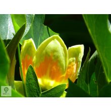 Amerikai tulipánfa / Liriodendron tulipifera virág