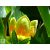 Amerikai tulipánfa / Liriodendron tulipifera virág