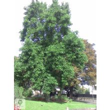 Amerikai tulipánfa / Liriodendron tulipifera habitus