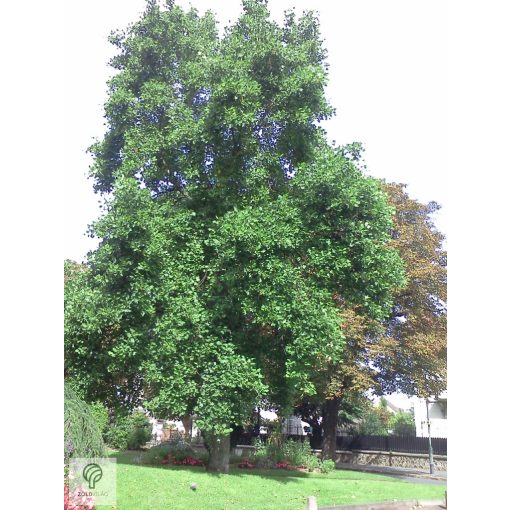 Amerikai tulipánfa / Liriodendron tulipifera habitus