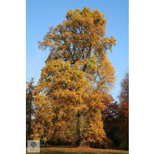 Amerikai tulipánfa / Liriodendron tulipifera  őszi megjelenése