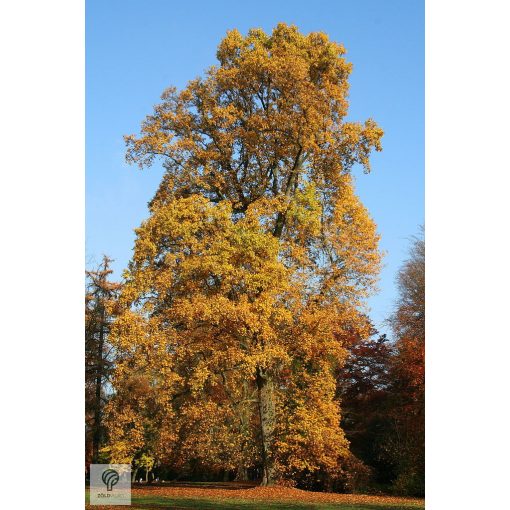 Amerikai tulipánfa / Liriodendron tulipifera  őszi megjelenése