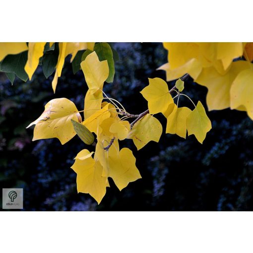 Amerikai tulipánfa / Liriodendron tulipifera őszi levelei