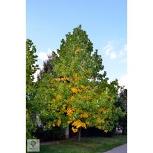 Amerikai tulipánfa / Liriodendron tulipifera habitus