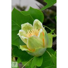 Amerikai tulipánfa / Liriodendron tulipifera virág
