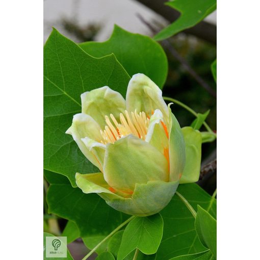 Amerikai tulipánfa / Liriodendron tulipifera virág