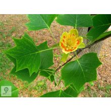 Amerikai tulipánfa / Liriodendron tulipifera 