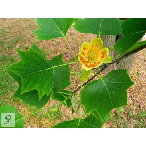 Amerikai tulipánfa / Liriodendron tulipifera 