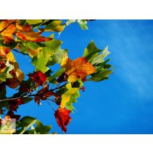 Amerikai tulipánfa őszi levélszín